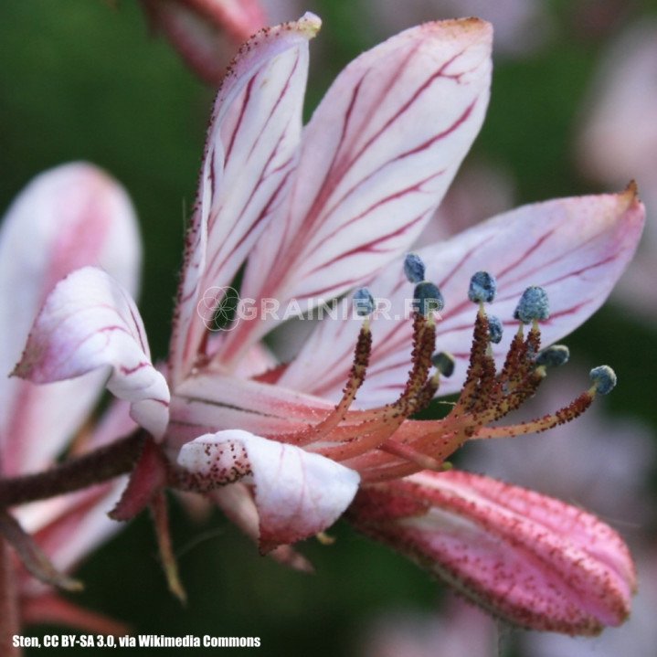 Fraxinelle, Dictamnus albus image